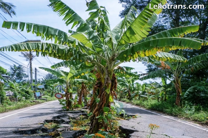 Polemik mengenai aksi warga yang menanam pohon pisang di tengah ruas jalan rusak sebagai bentuk protes terhadap lambannya perbaikan infrastruktur terus menuai perhatian
